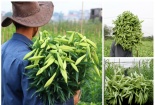 Hoa loa kèn Tây Tựu vào mùa 
