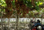 Ninh Thuận: du lịch dưới tán nho