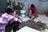 Hà Nội: Phát hiện cơ sở bơm tạp chất vào tôm
