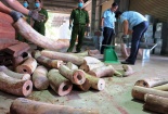 Điều tra mở rộng vụ án vận chuyển trái phép ngà voi từ nước ngoài vào Việt Nam