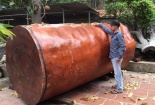 Kinh ngạc khúc gỗ nu Gõ đỏ siêu hiếm dài 3 mét, đại gia Hải Phòng trả giá gần 4 tỷ đồng