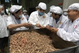Các doanh nghiệp cần cẩn trọng khi nhập khẩu hạt điều về Việt Nam