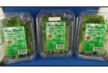 Canada thu hồi mầm đậu vì nhiễm khuẩn Listeria