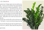 Trẻ nhập viện vì ăn lá cây kim phát tài trồng phong thủy trong nhà