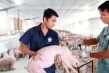 ‘Ám ảnh ‘bệnh lợn gạo’ là do phản ứng dây chuyền’