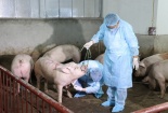 Hà Nội quyết liệt phòng chống dịch tả lợn châu Phi 