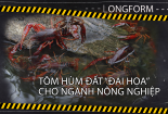 [LONGFORM] Tôm hùm đất nguy hại như thế nào?