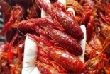 Tôm càng đỏ Trung Quốc có thể gây 'họa' - các chuyên gia nói gì?