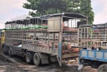 Phát hiện lợn bị dịch tả lợn Châu Phi vận chuyển trên xe tải ở Quảng Nam