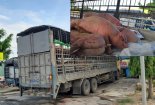 Dịch tả châu Phi vẫn hoành hành: Quản lý thị trường quyết liệt ngăn chặn