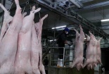 Dự trữ, cấp đông thịt lợn sạch - Giải pháp bình ổn thị trường thực phẩm