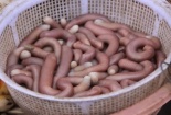 Ăn sá sùng biển, nam thanh niên bị sốc phản vệ do dị ứng