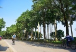 Hà Nội di chuyển 96 cây hoa sữa lên khu bãi rác Nam Sơn