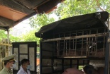 Ngang nhiên vận chuyển 22 con lợn không có giấy chứng nhận kiểm dịch đi tiêu thụ