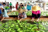  Quy chuẩn của các thị trường khó tính, rào cản lớn cho nông, thủy sản Việt