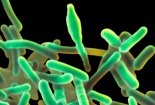 Cảnh báo quốc tế về dịch bệnh nhiễm khuẩn Listeria đang bùng phát