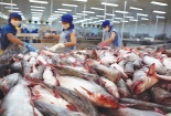 Nguyên nhân xuất khẩu cá tra sang thị trường Hoa Kỳ tiếp tục giảm