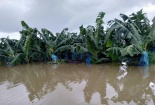 1.500 ha trái cây của bầu Đức tại Lào chìm trong biển nước 