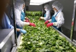 Giải bài toán giúp nông sản Việt không chỉ dừng ở xuất khẩu thô?