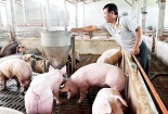 Cần bình ổn giá thịt lợn từ nay đến Tết Nguyên đán