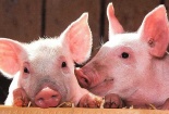 Giá thịt lợn tăng cao do nguồn cung khan hiếm