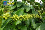 Phân bón Phú Mỹ mang lại vụ mùa bội thu cho cà phê Tây Nguyên