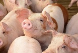 Bộ Công Thương đề xuất 4 giải pháp để cân bằng cung - cầu thịt lợn dịp Tết