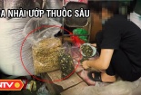Trà ướp hoa nhài hảo hạng hay ướp 'thuốc trừ sâu'?