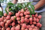Sau 5 năm đàm phán, vải thiều chính thức xuất khẩu sang Nhật Bản
