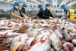 Xuất khẩu cá tra sẽ đạt 2,3 tỷ USD