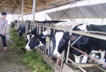Phát triển chăn nuôi theo hướng hiện đại, nâng cao tỷ trọng ngành nông nghiệp