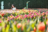 1,5 triệu bông tulip và hàng triệu đóa hồng đủ chủng loại, Tết này chỉ cần đi Bà Nà là đủ thấy 'mắt biếc' rồi