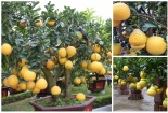 Ngắm bưởi bonsai giá tiền triệu hút khách thủ đô trưng Tết