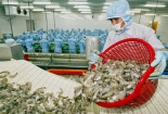 Xuất khẩu tôm Việt Nam sang Austrailia tăng mạnh, đạt 60 nghìn tấn năm 2019