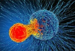 Phát hiện cơ chế miễn dịch 'có thể điều trị mọi loại ung thư'