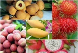 Trái cây Việt- Một năm vượt khó 