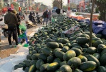 Dịch corona: Dưa hấu, thanh long tắc biên, bán tháo 'rẻ như cho'