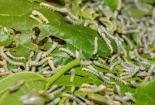 Đề nghị tạo điều kiện thuận lợi nhập giống tằm phục vụ phát triển ngành dâu tằm tơ 