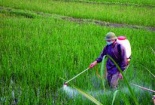 Kiến nghị bỏ thuốc bảo vệ thực vật khỏi Danh mục hàng dự trữ quốc gia