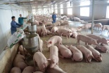 Giá heo hơi ngày 18/03/2020: Nhiều địa phương giá đã giảm mạnh