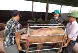 Bộ trưởng Nông nghiệp lý giải nguyên nhân giá thịt lợn vẫn ở mức cao