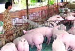 Trang trại, gia trại, hộ chăn nuôi giảm giá lợn hơi xuống mức 70.000 đồng/kg 
