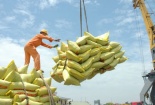 Đề xuất xuất khẩu gạo trở lại được Chính phủ thông qua