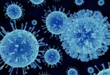 Phát hiện 6 chủng virus mới có họ hàng với Sars-CoV-2 