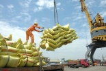 Thủ tướng chỉ đạo tháo gỡ khó khăn việc xuất khẩu gạo