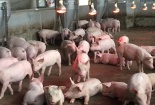 Giá heo hơi ngày 19/04/2020: Thị trường cả nước vẫn giữ mức giá cao