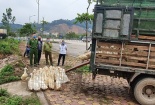 Ngang nhiên vận chuyển gia cầm thịt không qua kiểm dịch thú y