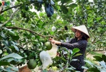 Bưởi da xanh giảm giá sâu, có quả chỉ 15.000 đồng/kg vì Covid-19