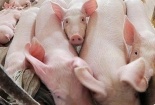 Giá heo hơi ngày 24/04/2020: Thị trường cả ba miền vẫn giữ ở mức giá cao 