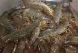 Đề nghị Úc cấp phép nhập khẩu cho nông sản Việt, đặc biệt là tôm tươi
